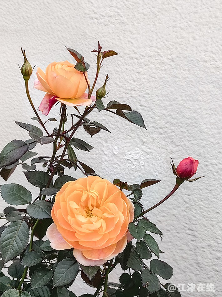春花 (16).jpg
