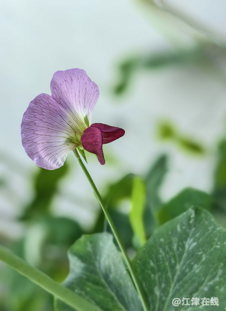 豌豆花 (4).jpg