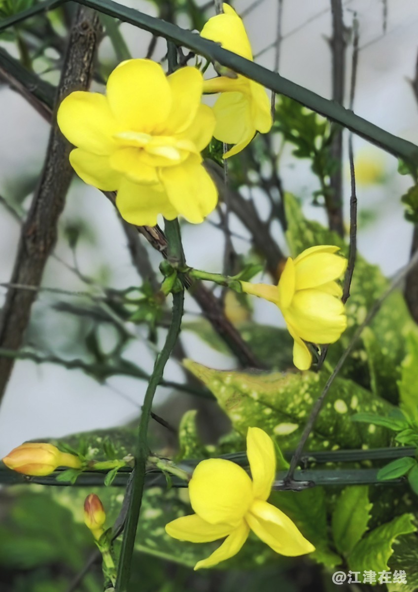 春花 (1).jpg