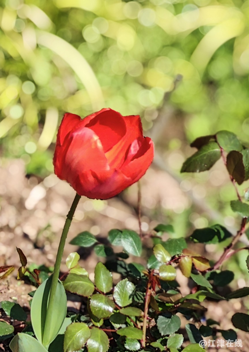 春花 (5).jpg