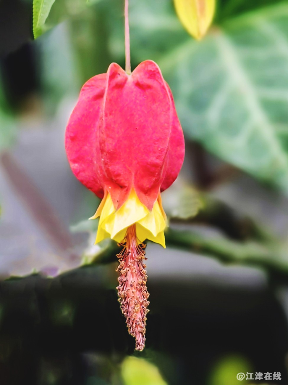 灯笼花 (1).jpg