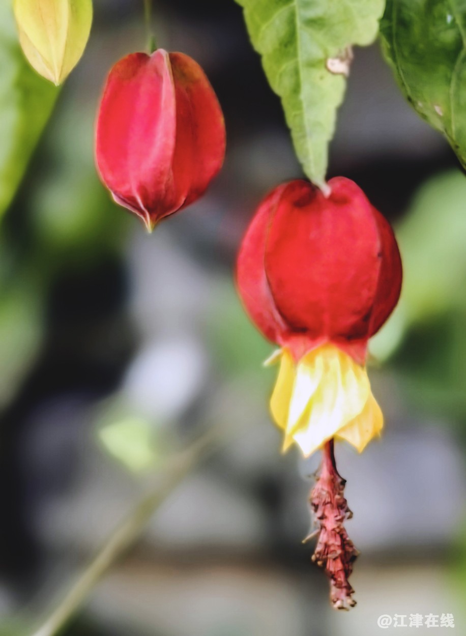 灯笼花 (2).jpg