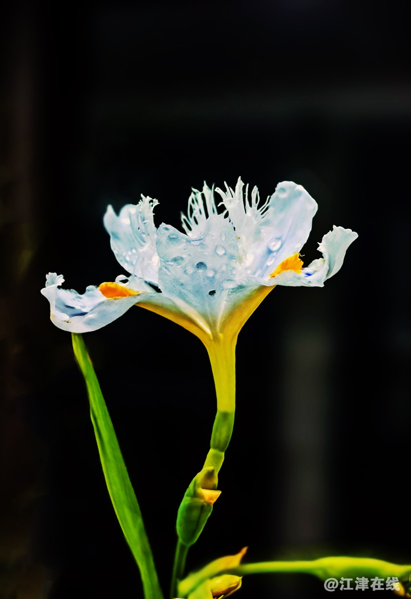 春花 (6).jpg