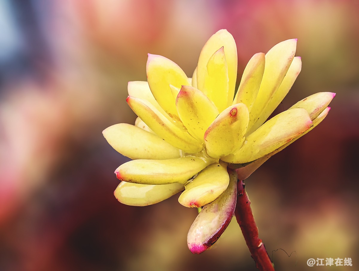 春花 (14).jpg