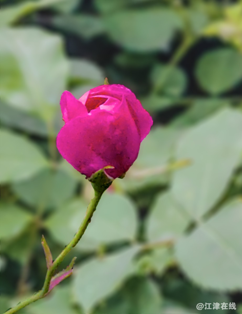 春花 (15).jpg
