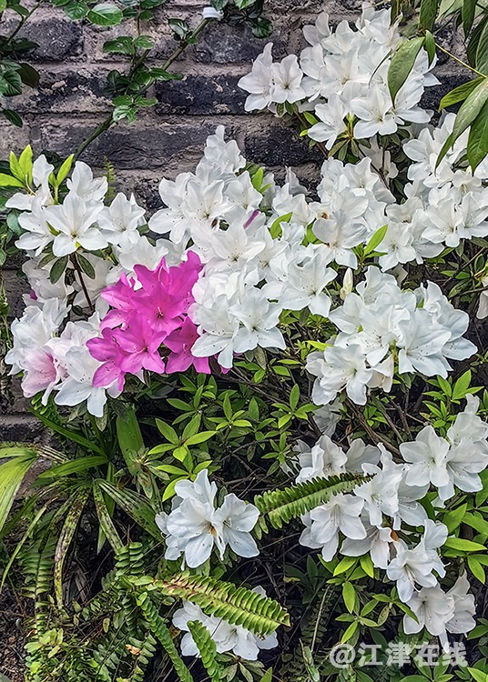花竞开 (1).jpg
