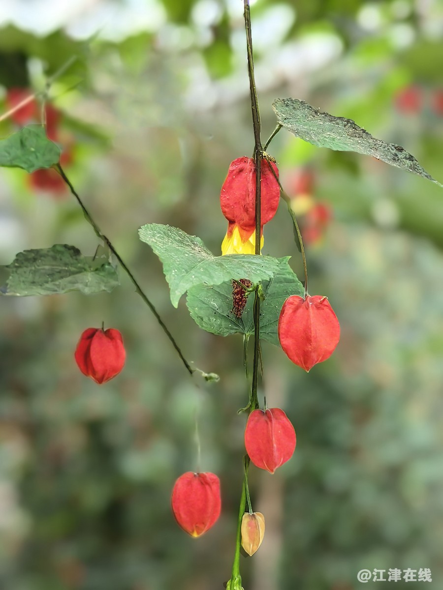 花竞开 (10).jpg