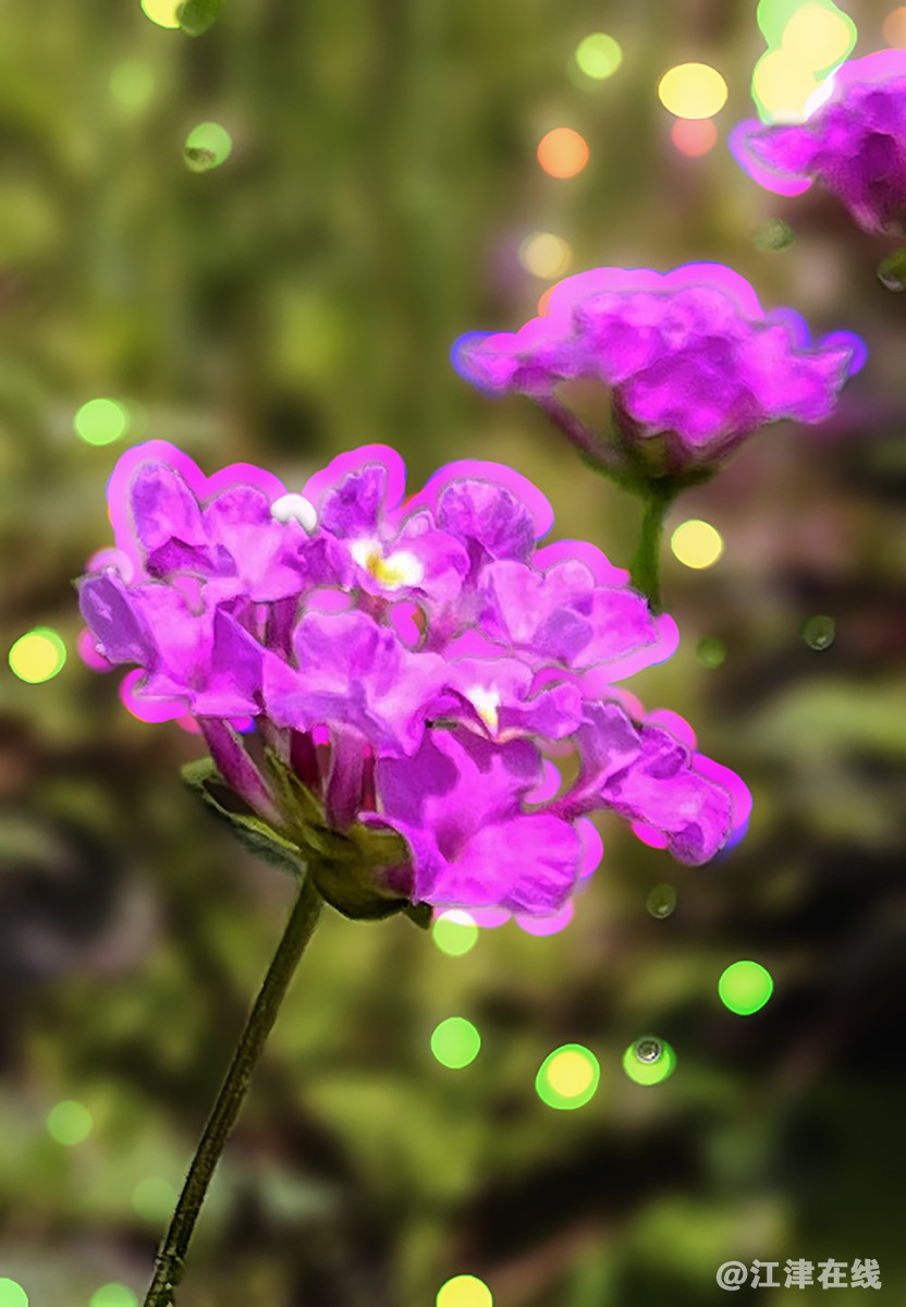 花 (2).jpg