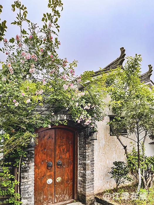 蔷薇 (10).jpg