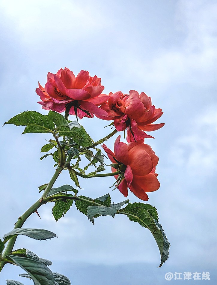 花儿 (3).jpg