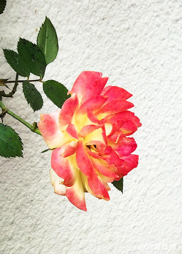 花儿 (8).jpg