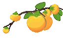 6521387196bc2235f9c4a3b42cdff3a6.gif