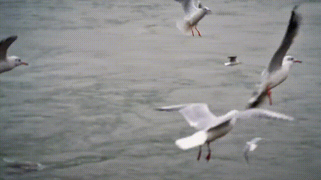 640?wx_fmt=gif&from=appmsg.jpg
