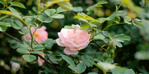 640?wx_fmt=gif&from=appmsg.jpg