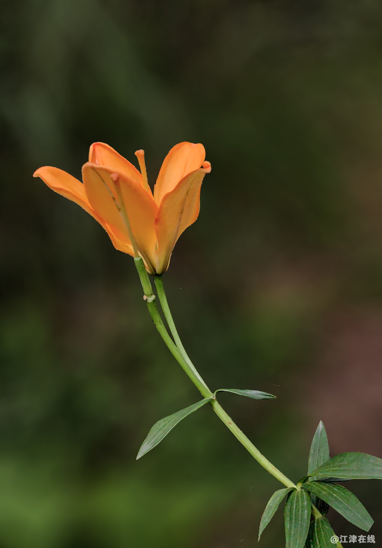 百合花 (2).jpg