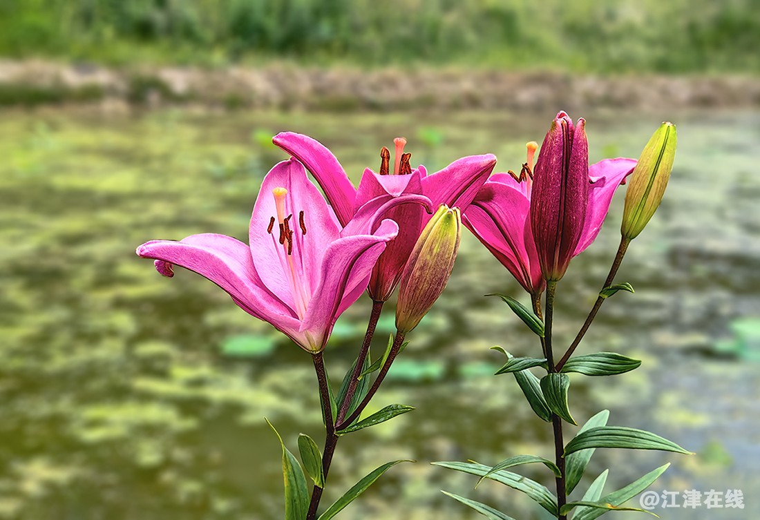 百合花 (4).jpg