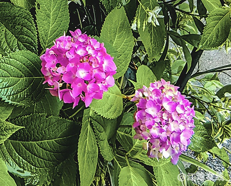 IMG_20250517_100337副本副本.jpg