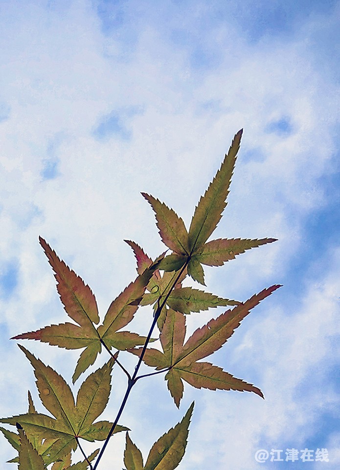IMG_20250517_100448副本副本.jpg