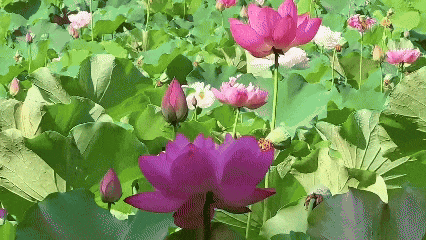 640?wx_fmt=gif&from=appmsg.jpg