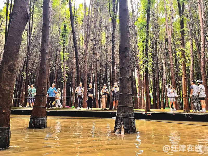 湿地公园 (10).jpg